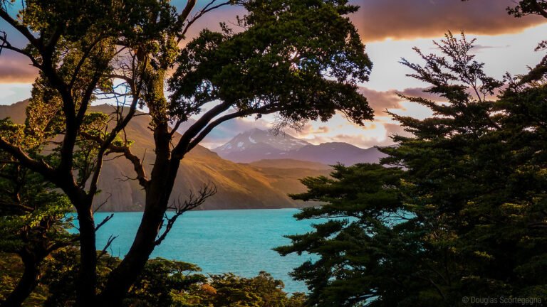 Trough the trees of Patagonia